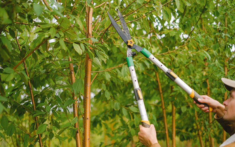Tree trimming in Cutler, IN